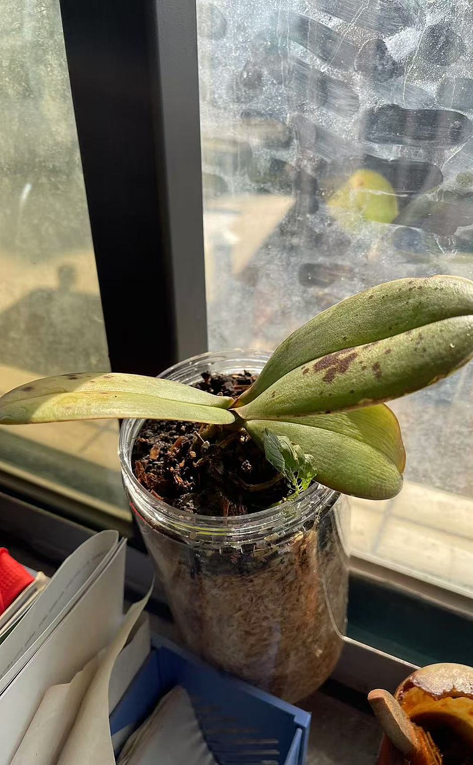 室内蝴蝶兰的养殖方法和注意事项