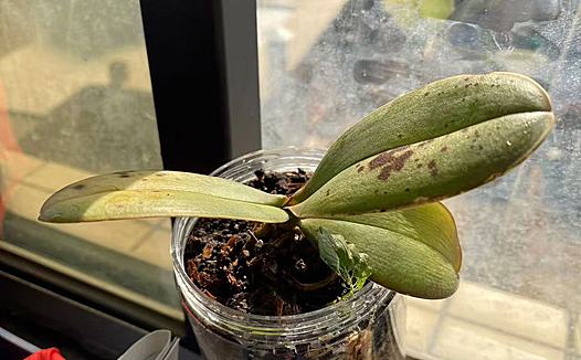 室内蝴蝶兰的养殖方法和注意事项