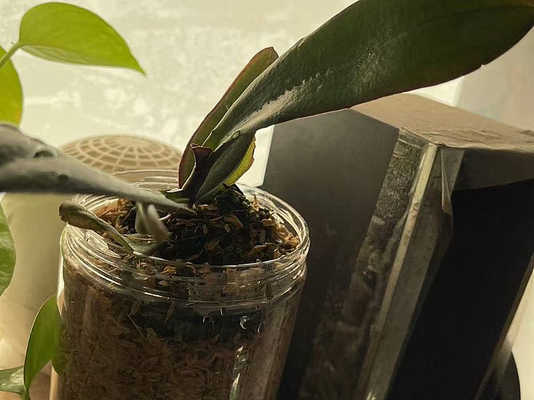 深圳蝴蝶兰室内种植过程