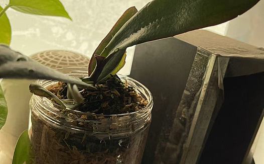 深圳蝴蝶兰室内种植过程