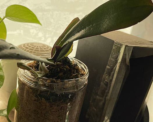 深圳蝴蝶兰室内种植过程