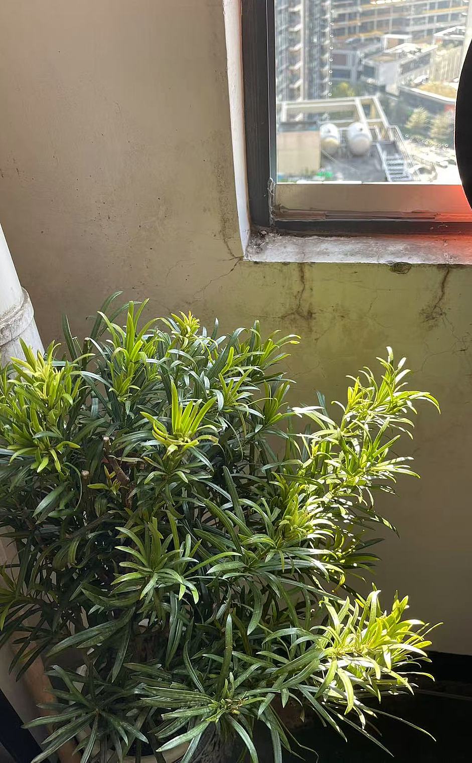 罗汉松室内种植塑性盆景