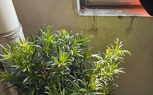 罗汉松室内种植塑性盆景