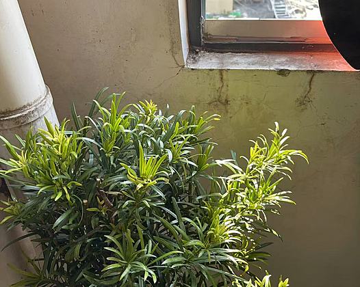 罗汉松室内种植塑性盆景